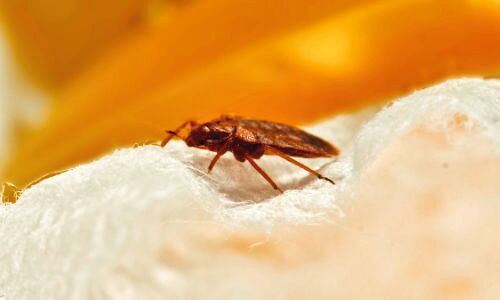 Commercial Bed Bug Exterminator