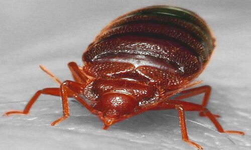 Emergency Bed Bug Exterminator services (2)